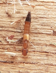 Astenus discopunctatus