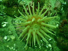 Cribrinopsis similis