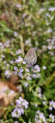 Leptotes pirithous