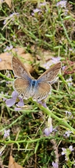 Leptotes pirithous