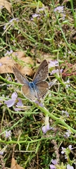 Leptotes pirithous