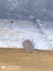 Sciocoris microphthalmus