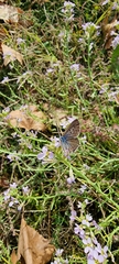 Leptotes pirithous