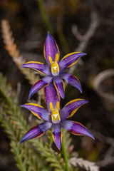 Thelymitra apiculata