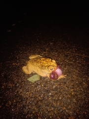 Duttaphrynus melanostictus