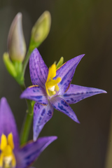Thelymitra apiculata