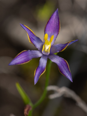 Thelymitra apiculata