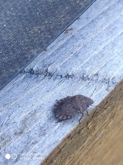 Sciocoris microphthalmus