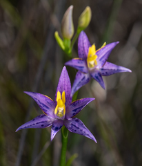 Thelymitra apiculata