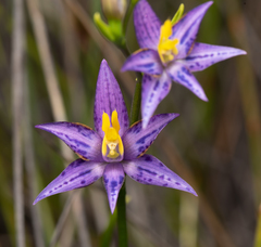Thelymitra apiculata