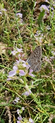 Leptotes pirithous