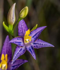 Thelymitra apiculata