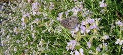 Leptotes pirithous