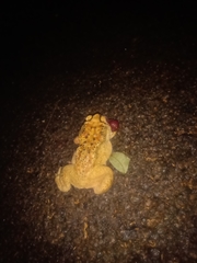 Duttaphrynus melanostictus