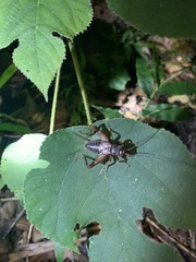 Duolandrevus coulonianus
