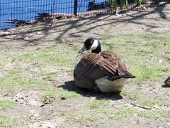 Branta canadensis