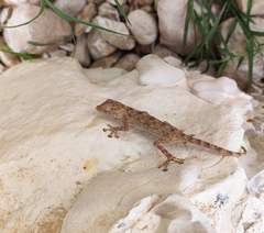 Ptyodactylus guttatus
