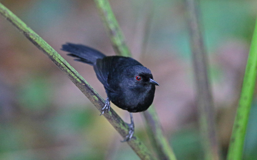 Western Fire-eye (Pyriglena maura), photo 9