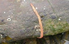 Alitta virens
