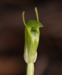 Pterostylis ectypha