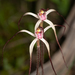 Caladenia exilis vanleeuwenii - Photo (c) Garin Taylor,  זכויות יוצרים חלקיות (CC BY-NC), הועלה על ידי Garin Taylor