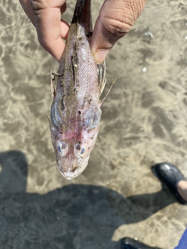 Flathead (Grammoplites scaber) — Platycephalidae — 4