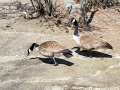 Branta canadensis