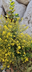 Dittrichia viscosa
