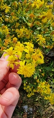Dittrichia viscosa