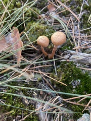 Fungi