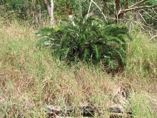 Cycas candida