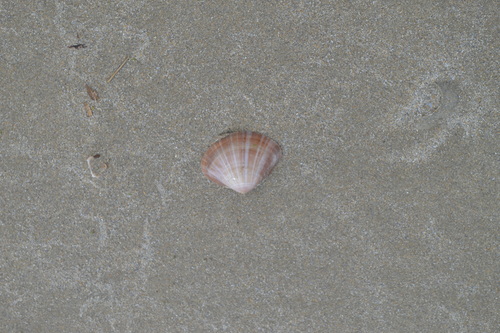 photo of Rayed Trough Shell (Mactra stultorum)