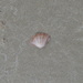 photo of Rayed Trough Shell (Mactra stultorum)
