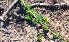 Aspalathus opaca opaca