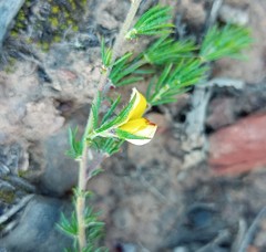 Aspalathus opaca opaca