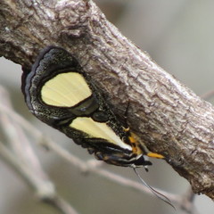 Agoma trimenii