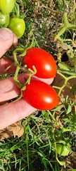 Solanum lycopersicum