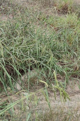 Paspalum dilatatum