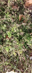 Solanum lycopersicum