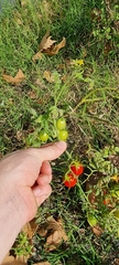 Solanum lycopersicum