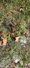 Solanum lycopersicum