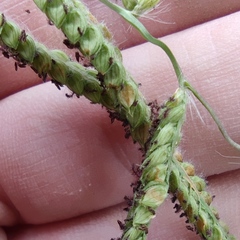 Paspalum dilatatum
