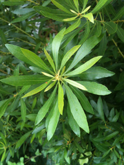 Myricaceae