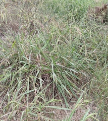 Paspalum dilatatum