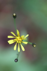 Crepis paludosa