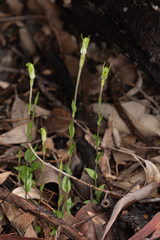 Pterostylis ectypha