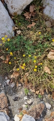 Sonchus tenerrimus