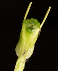Pterostylis ectypha