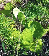 Pelargonium odoratissimum