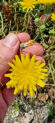 Sonchus tenerrimus